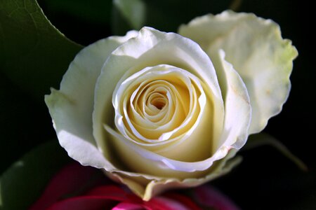 Bloom rose bloom smell photo