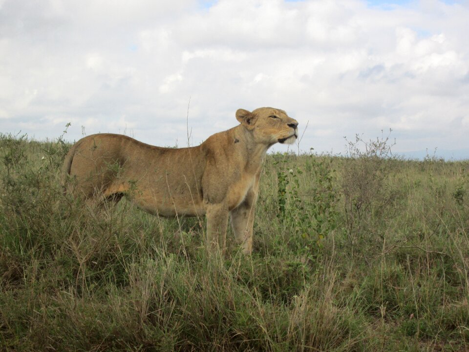 Lioness carnivore lion photo