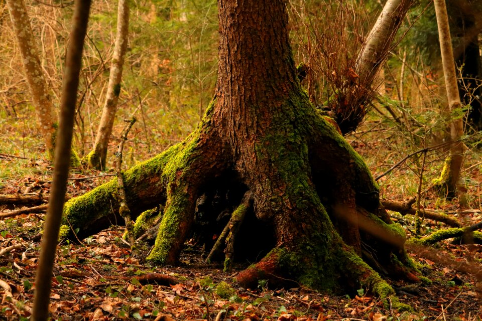 Forest nature tree root