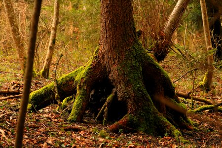 Forest nature tree root photo