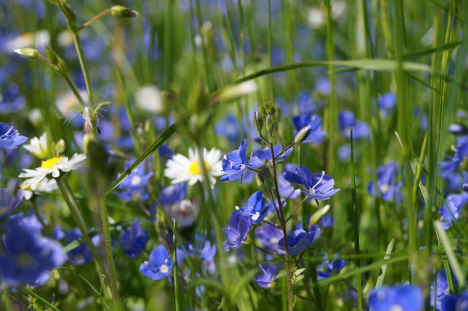 Nature spring springtime