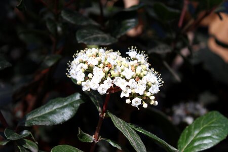 Spring garden plant photo