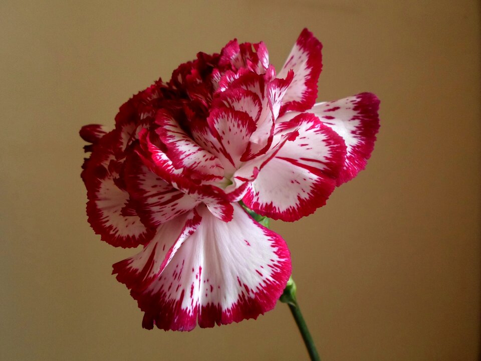 Flower plant petals