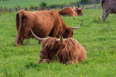Scotland highlands landscape