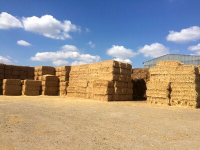 Heaven summer agriculture