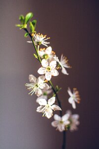 Nature spring flowers flowers