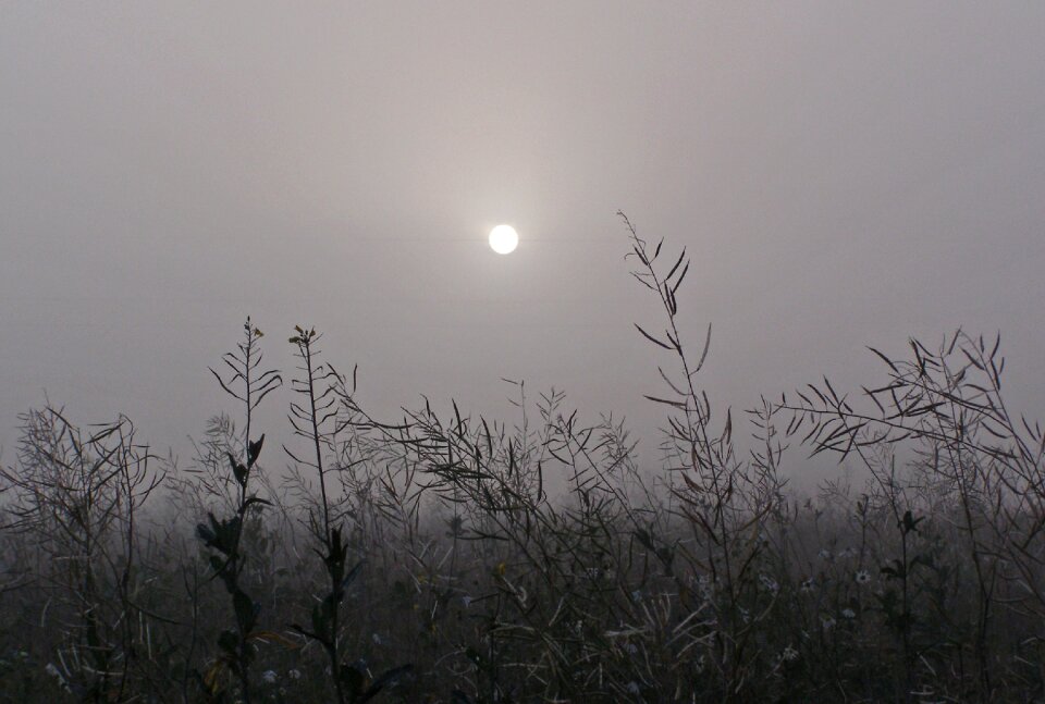 Meadow dark foggy day