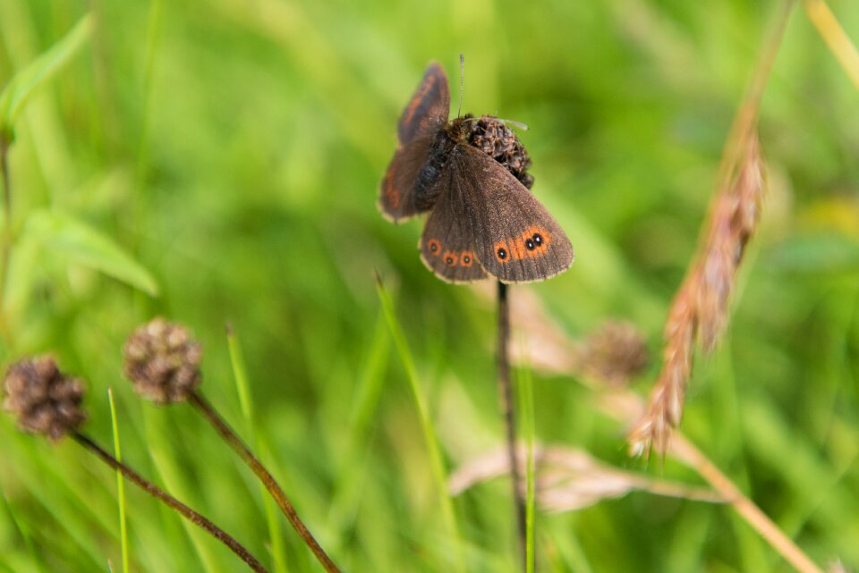 Insect animal world brown