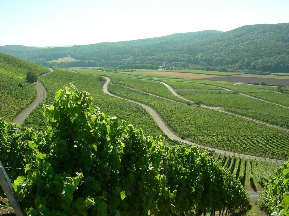 Vineyard wine nature