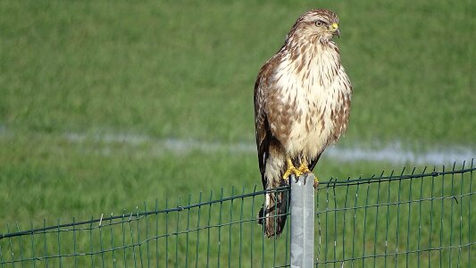 Buzzard stops curiosa