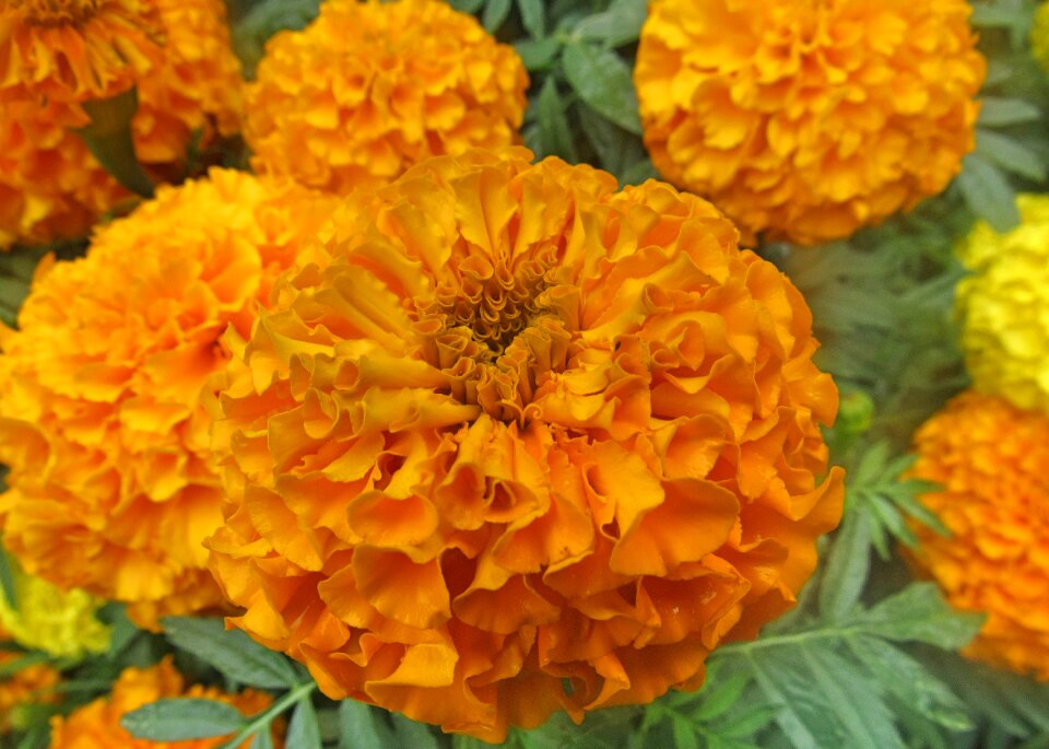 Yellow garden plant