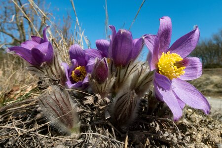 Spring nature pasqueflower