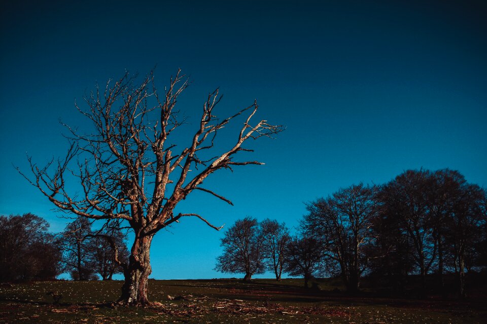 Field landscape living nature