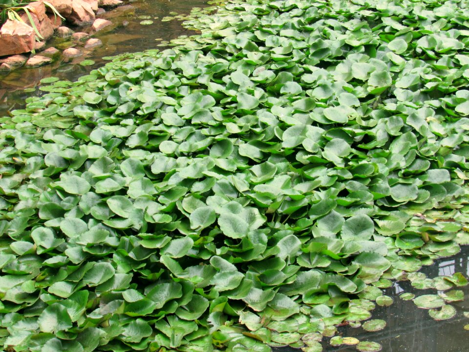 Plant aquatic macrophyte
