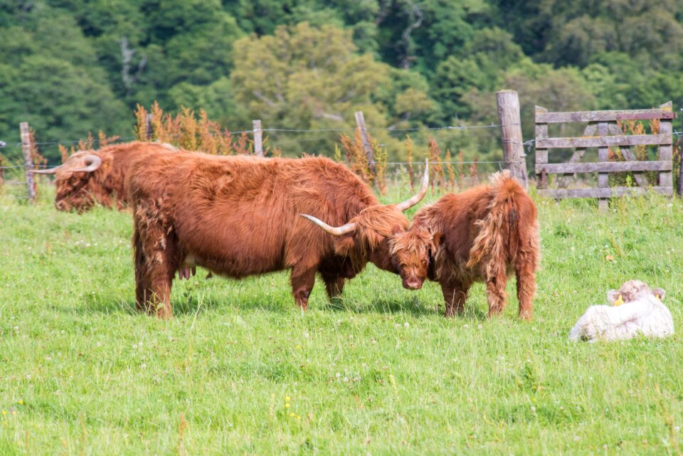 Scotland highlands landscape