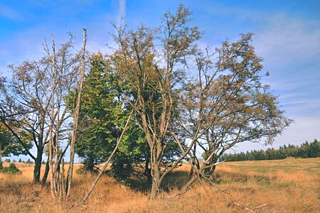 Tree branches nature heaven