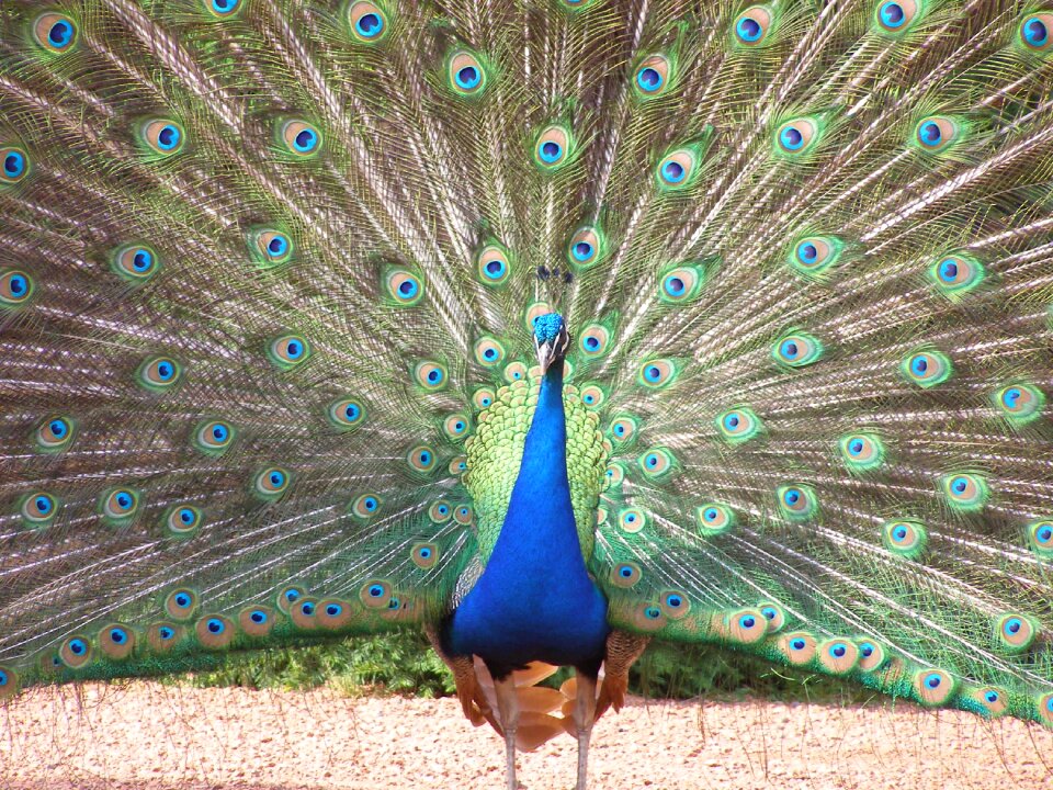 Open bird fauna