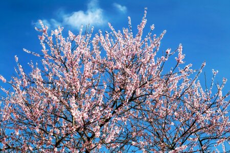 Flower tree spring nature photo