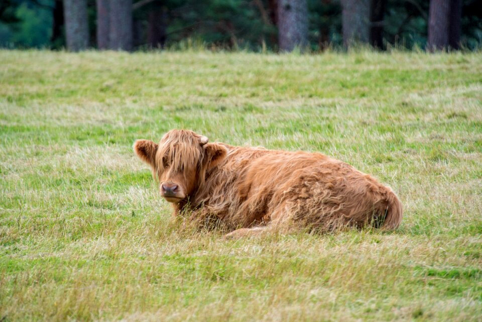 Scotland highlands landscape