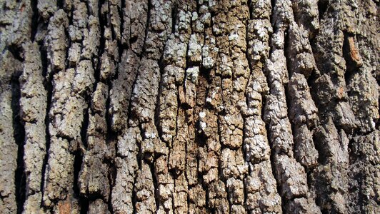 Grey texture oak photo