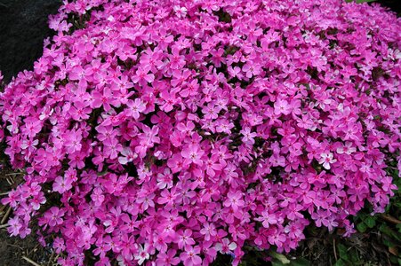 Pink nature plant photo