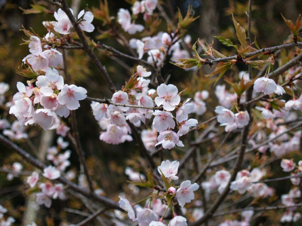In full bloom spring flowers