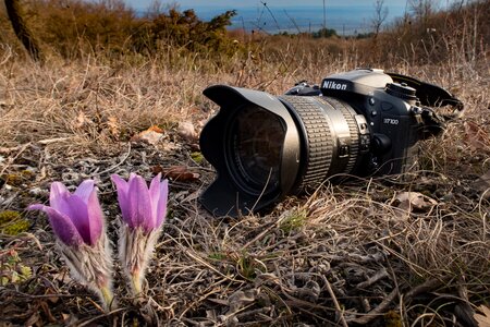 Photograph slr camera flower photo