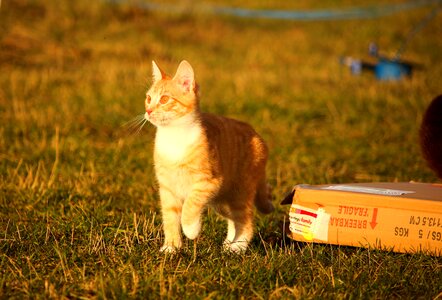 Red cat young cat red mackerel tabby