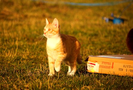 Red cat young cat red mackerel tabby photo