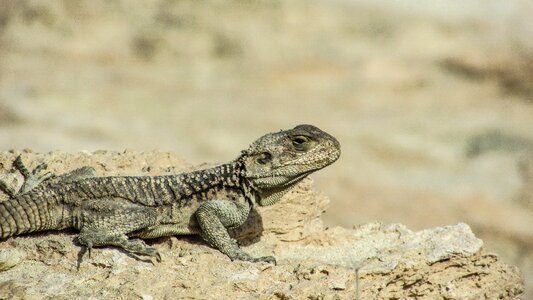 Reptile fauna animal