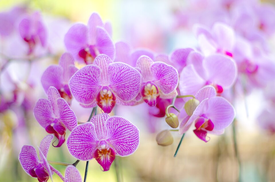 Blossom floral petal