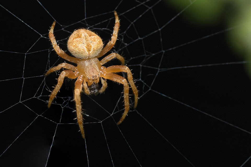Insect arachnid spider web
