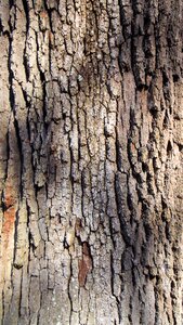 Grey texture oak photo
