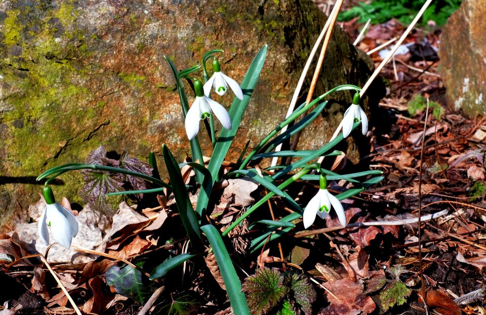 Spring flower early bloomer plant