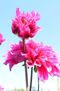 Dahlia pink plant
