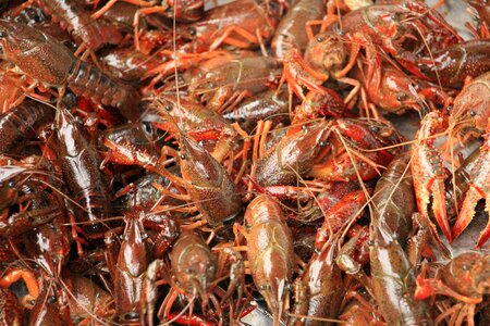Gourmet lobster crayfish