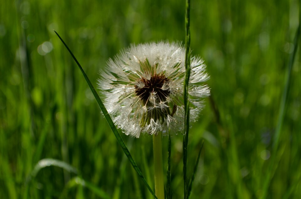 Faded dandelion fluff dandelion