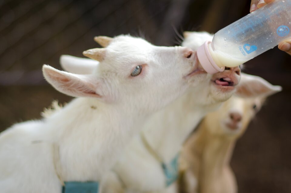 Farming cute cattle