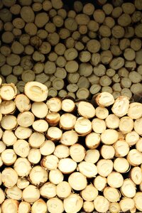 Bamboo shoot wood bamboo shoots