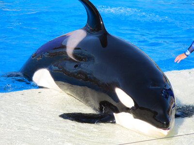 Orca san diego sea world