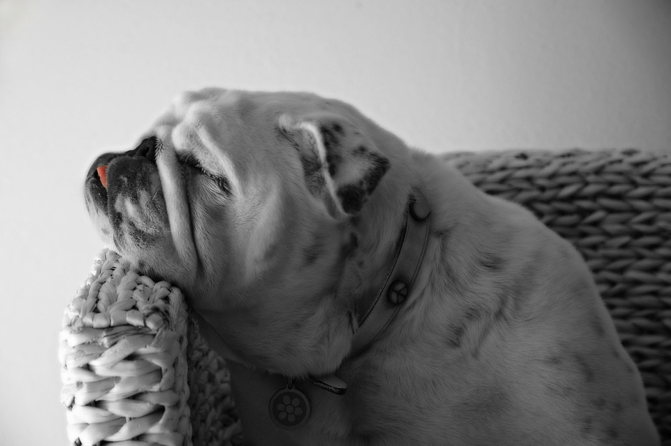 Canine cute portrait