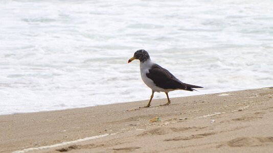 Birds waterfowl bird