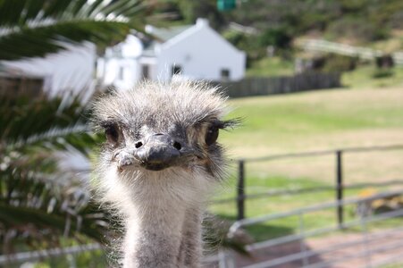Africa animal bird