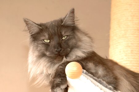 Cat norwegian Free photos