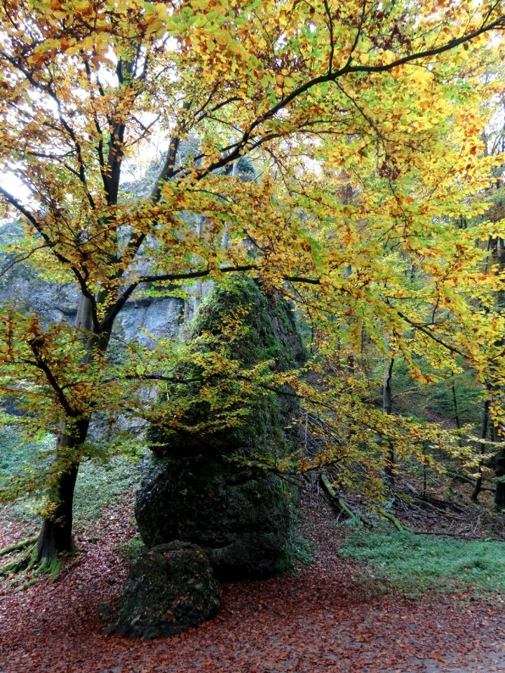 Landscape autumn nature