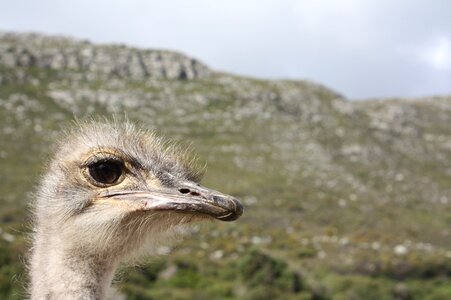 Africa animal bird