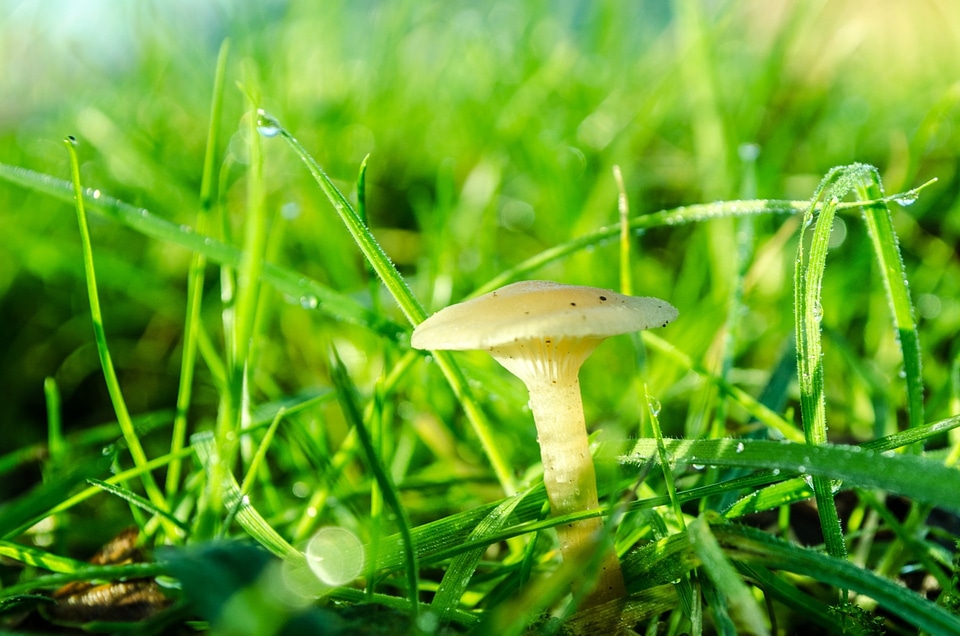 Fungus grass growing