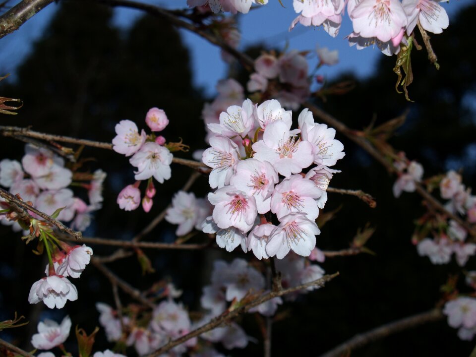 In full bloom spring flowers