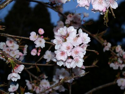 In full bloom spring flowers photo