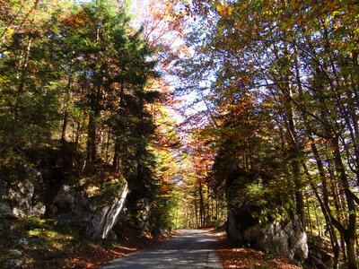 Pathway day light autumn